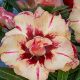 Adenium obesum "Helios" (600)