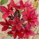 Plumeria rubra "Cardinal" JJ