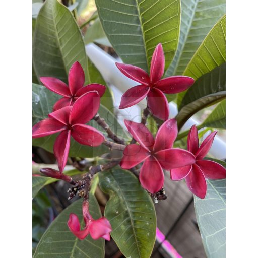 Plumeria rubra "Cardinal" JJ