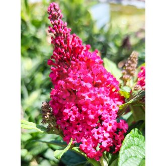   Buddleja Davidii "Butterfly Candy Little Ruby"-Törpe nyáriorgona 