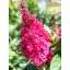 Buddleja Davidii "Butterfly Candy Little Ruby"-Törpe nyáriorgona 