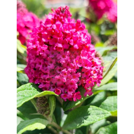 Buddleja Davidii "Butterfly Candy Little Ruby"-Törpe nyáriorgona 