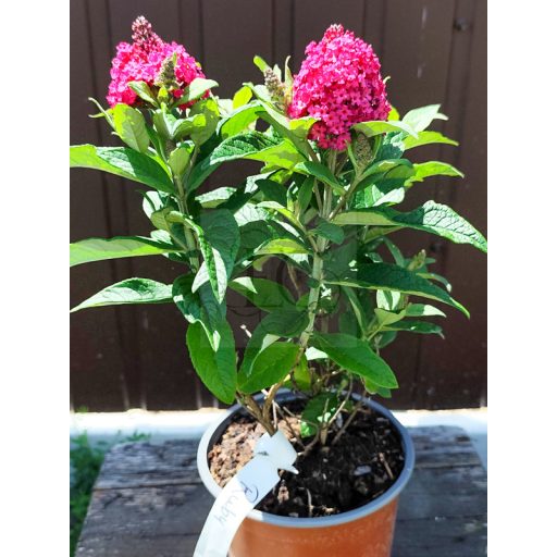 Buddleja Davidii "Butterfly Candy Little Ruby"-Törpe nyáriorgona 