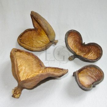 Badam - Sterculia foetida