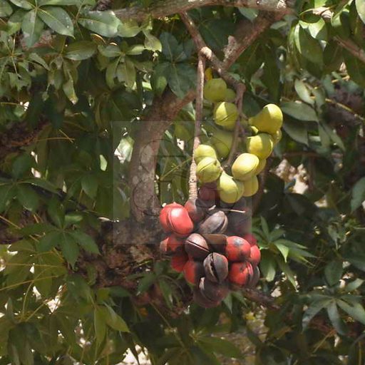 Badam - Sterculia foetida