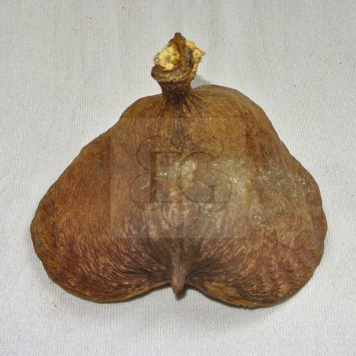 Badam - Sterculia foetida