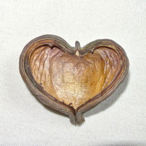 Badam - Sterculia foetida