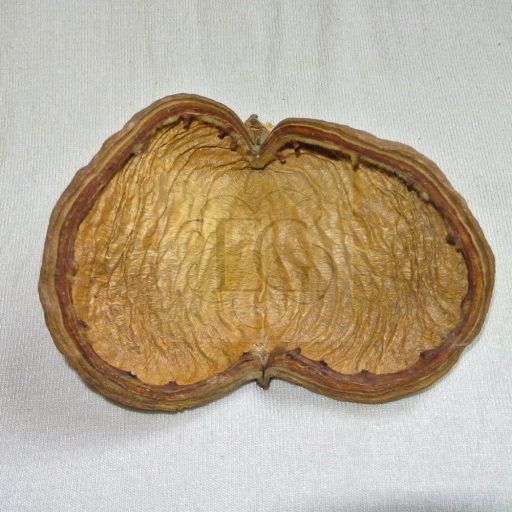 Badam - Sterculia foetida