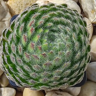 Sempervivum sp.01/1-Kövirózsa