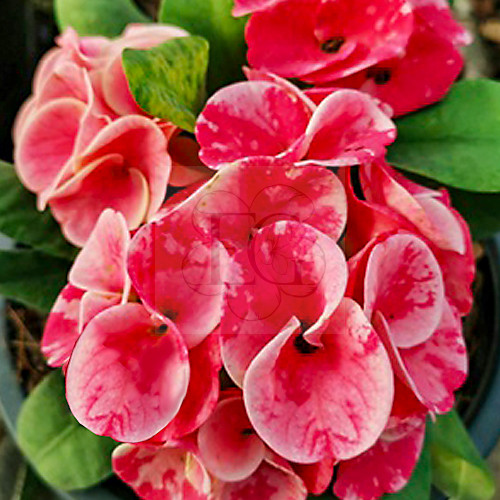 Euphorbia milii "Golden Red" (38)