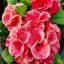 Euphorbia milii "Golden Red" (38)
