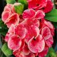 Euphorbia milii "Golden Red" (38)