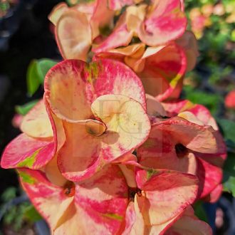 Euphorbia milii "Par Thom Phon" (A61)