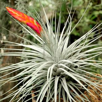Tillandsia Double Ruth/L