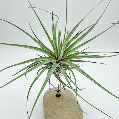 Tillandsia Double Roth 