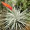Tillandsia Double Ruth/L