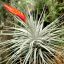 Tillandsia Double Ruth/L
