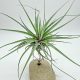 Tillandsia Double Roth 