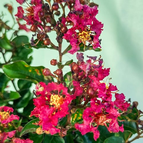 Lagerstroemia "Berry Dazzle"-Kínai selyemmirtusz