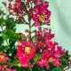 Lagerstroemia "Berry Dazzle"-Kínai selyemmirtusz