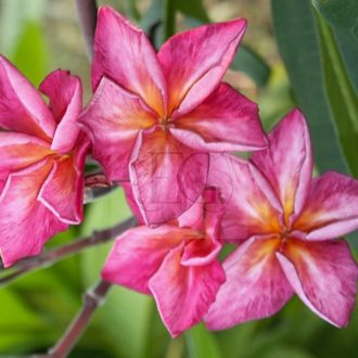 Plumeria rubra "Tiger" JJ