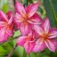 Plumeria rubra "Tiger" JJ