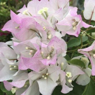 Bougainvillea "Sakura"