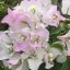 Bougainvillea "Sakura"