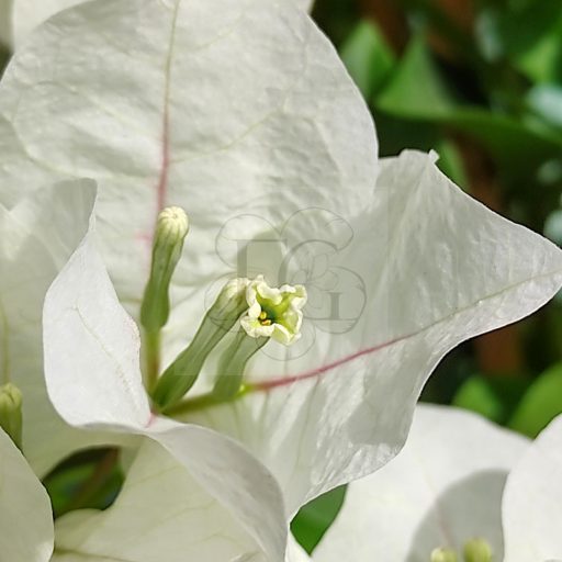 Bougainvillea "Sakura"