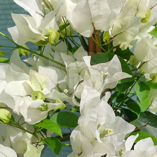 Bougainvillea "Sakura"
