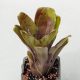 Neoregelia Rizy Red