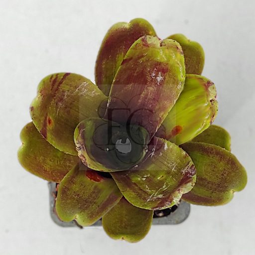 Neoregelia Rizy Red