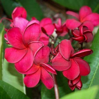 Plumeria rubra "Red Hot"