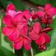 Plumeria rubra "Red Hot"