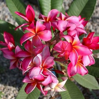 Plumeria rubra "Exotica" JJ