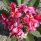 Plumeria rubra "Exotica" JJ