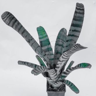 Aechmea Black Warrior 
