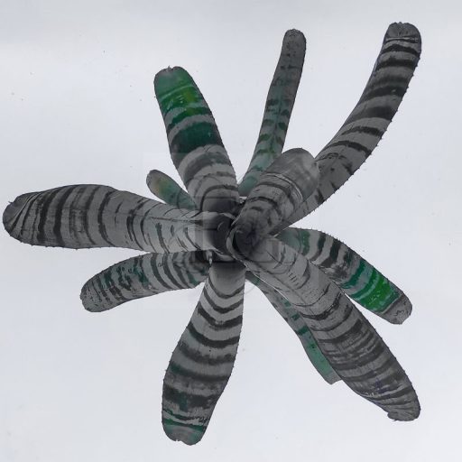 Aechmea Black Warrior 