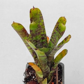 Neoregelia Alley Cat