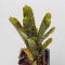 Neoregelia Alley Cat