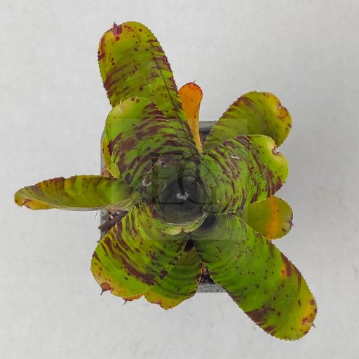 Neoregelia Alley Cat