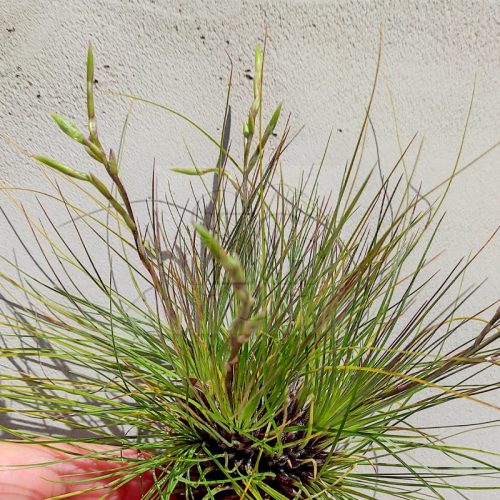 Tillandsia Filifolia XXL Pulk