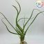 Tillandsia Wavy Wonder