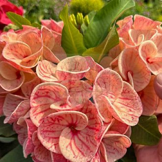 Euphorbia milii "Sa Nam Chai" (A98)