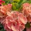 Euphorbia milii "Sa Nam Chai" (A98)
