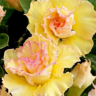 Adenium obesum "Huong Ha" (266)-S-méret