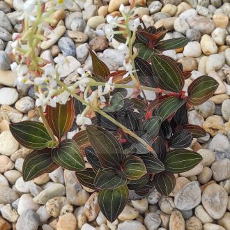 Ludisia discolor-ékszerorchidea