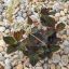 Ludisia discolor-ékszerorchidea