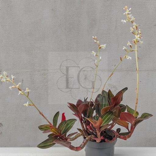 Ludisia discolor-ékszerorchidea