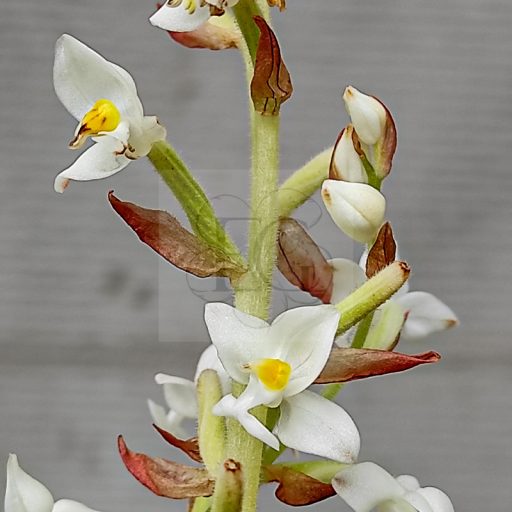 Ludisia discolor-ékszerorchidea
